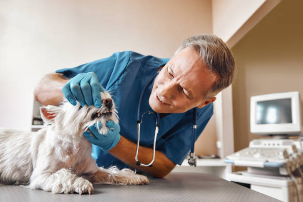 Best Broken or Cracked Tooth Emergency Dentist in Waynesville, NC